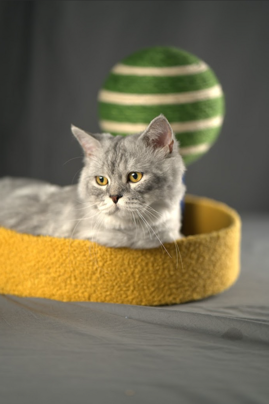 How to Select the Perfect Whimsy Toy for Your Furry Friend