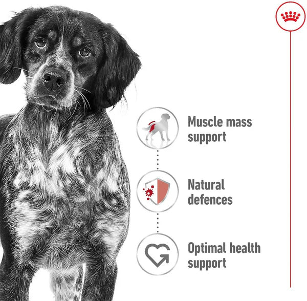 Royal Canin - Medium Adult Dry