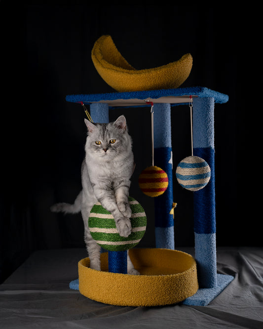 Starry Sky cat climbing tree