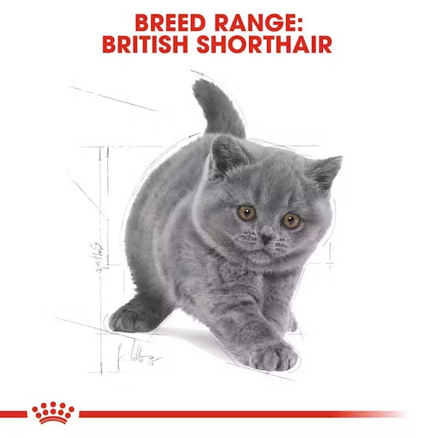 Royal Canin - British Shorthair Kitten