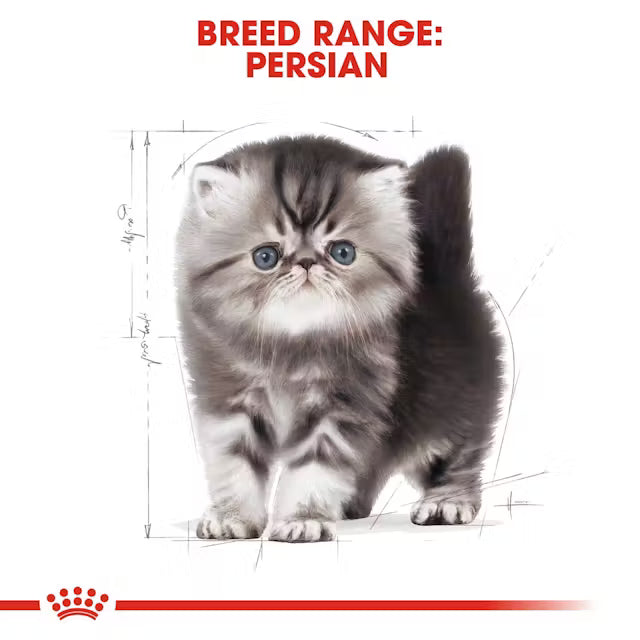 Royal Canin - Persian Kitten Dry