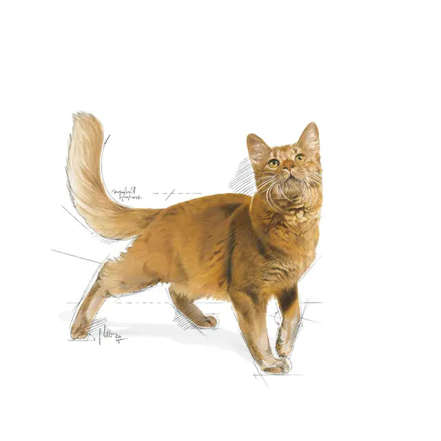Royal Canin - Fit 32 Dry