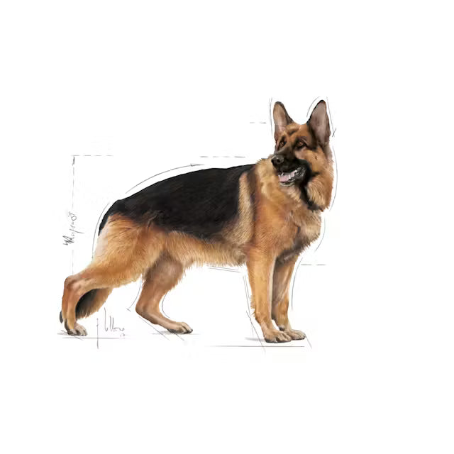 Royal Canin - Maxi Adult Dry